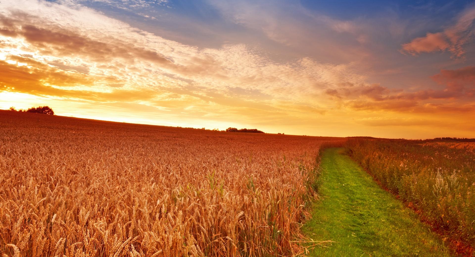 Wheat Field Path at 1600 x 1200 size wallpapers HD quality