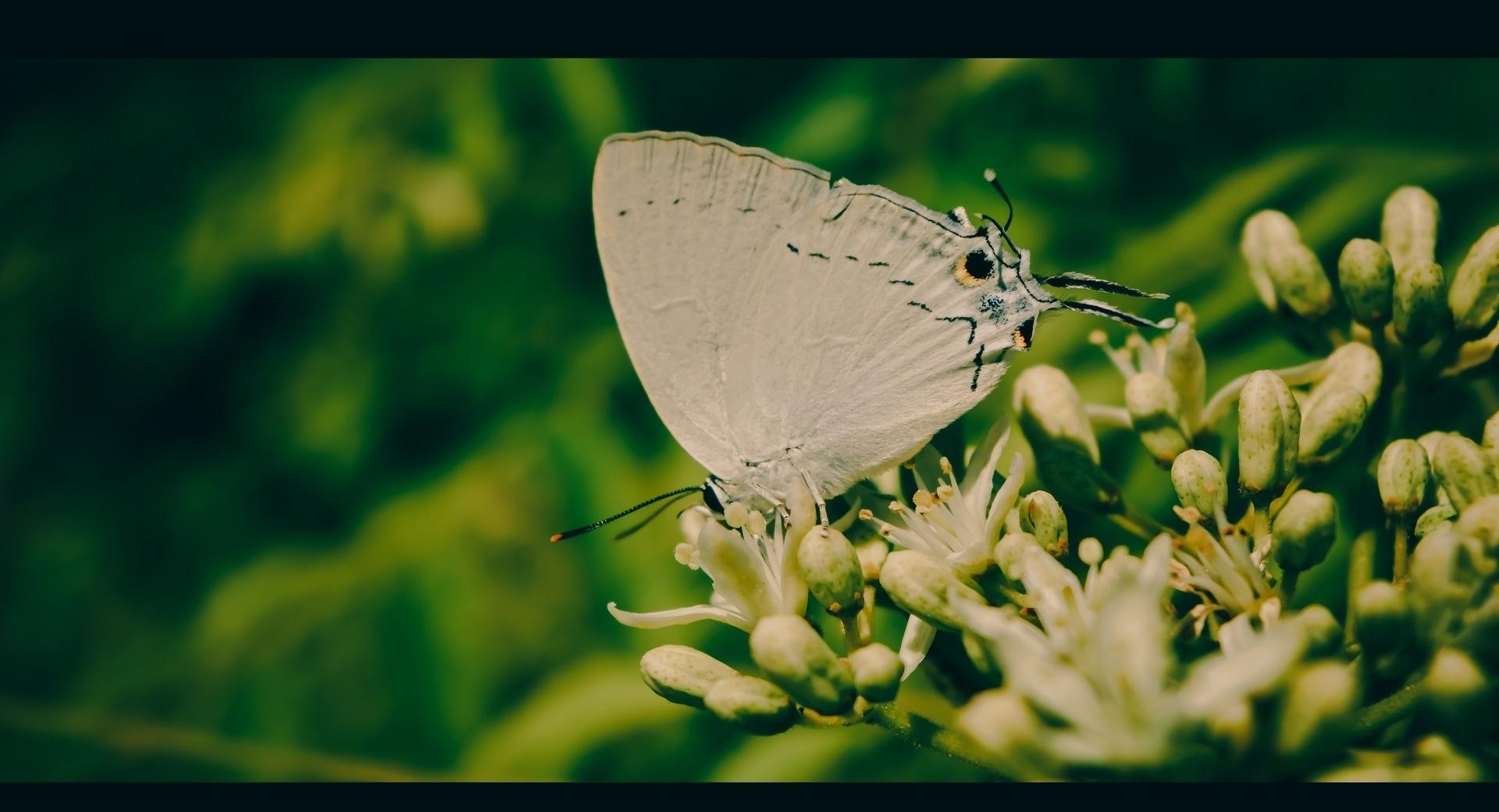 White Butterfly at 640 x 960 iPhone 4 size wallpapers HD quality