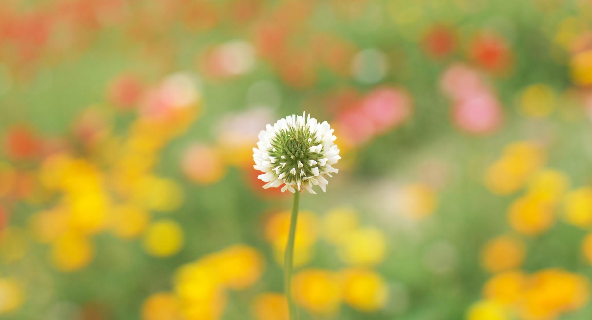 White Clover wallpapers HD quality