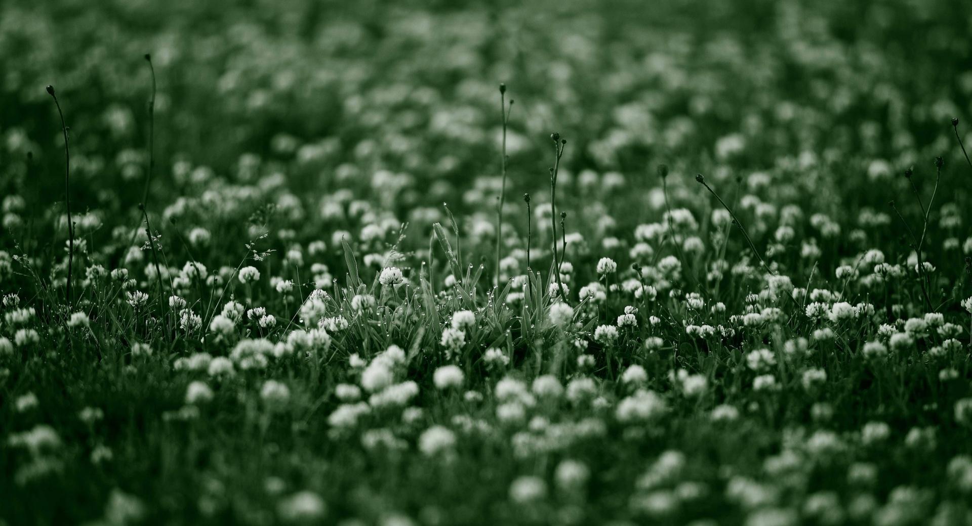 White Clover Flowers at 640 x 960 iPhone 4 size wallpapers HD quality