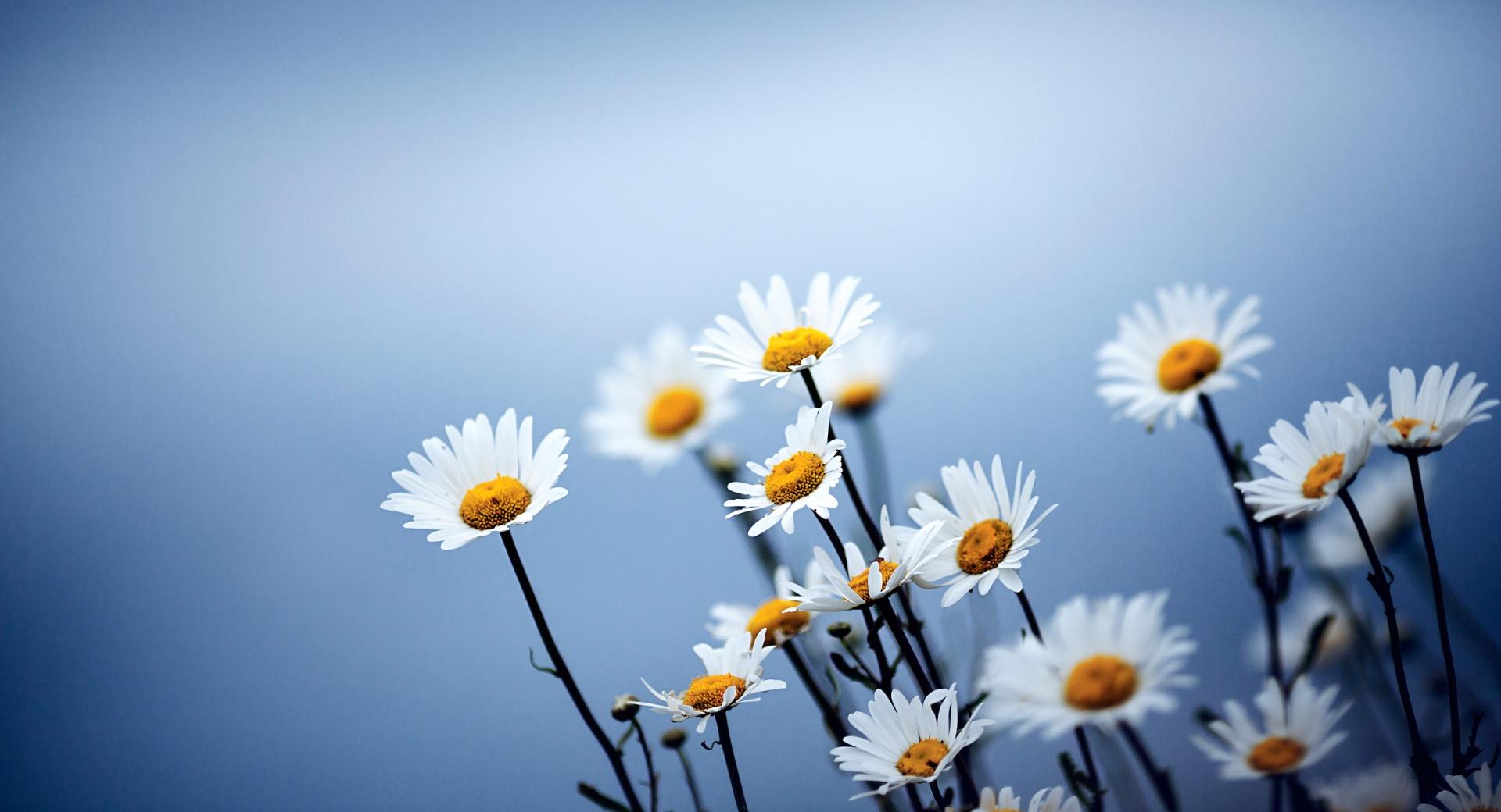 White Daisies Flowers at 2048 x 2048 iPad size wallpapers HD quality