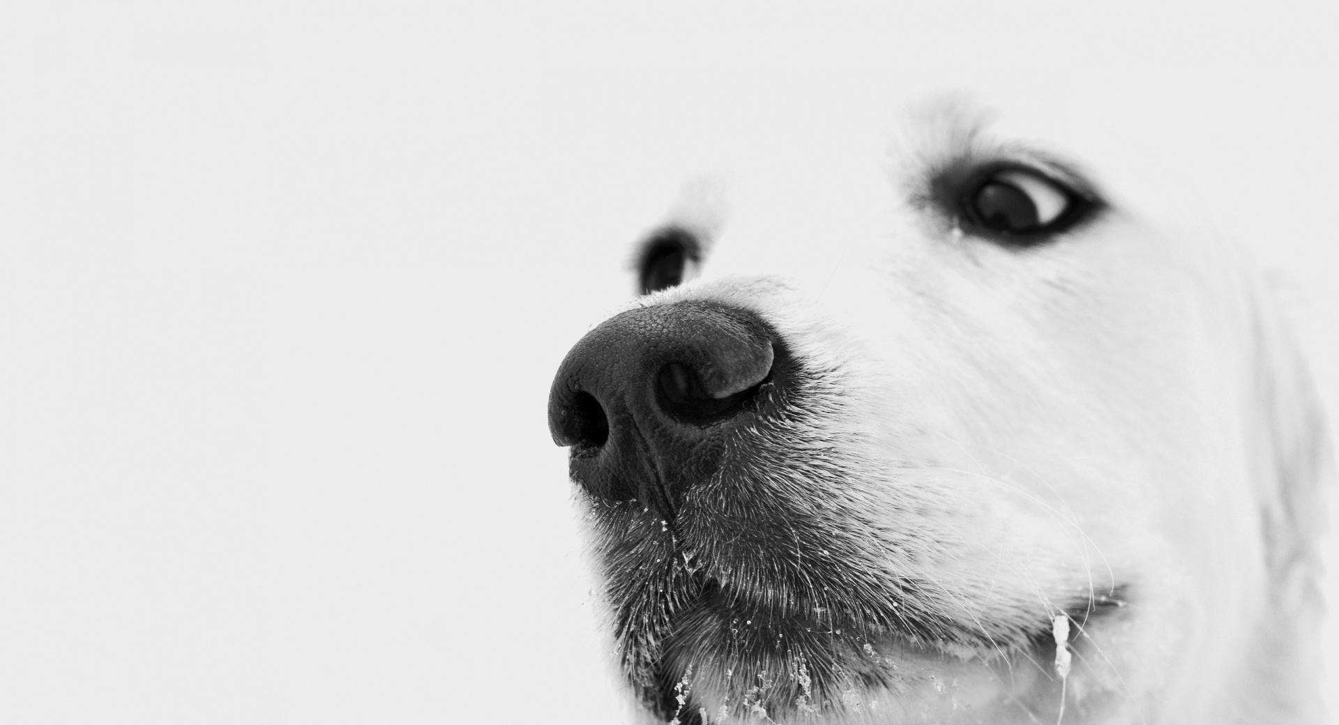 White Dog, Winter at 320 x 480 iPhone size wallpapers HD quality