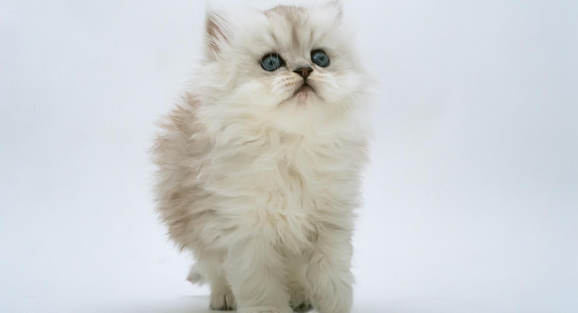 White Kitten wallpapers HD quality