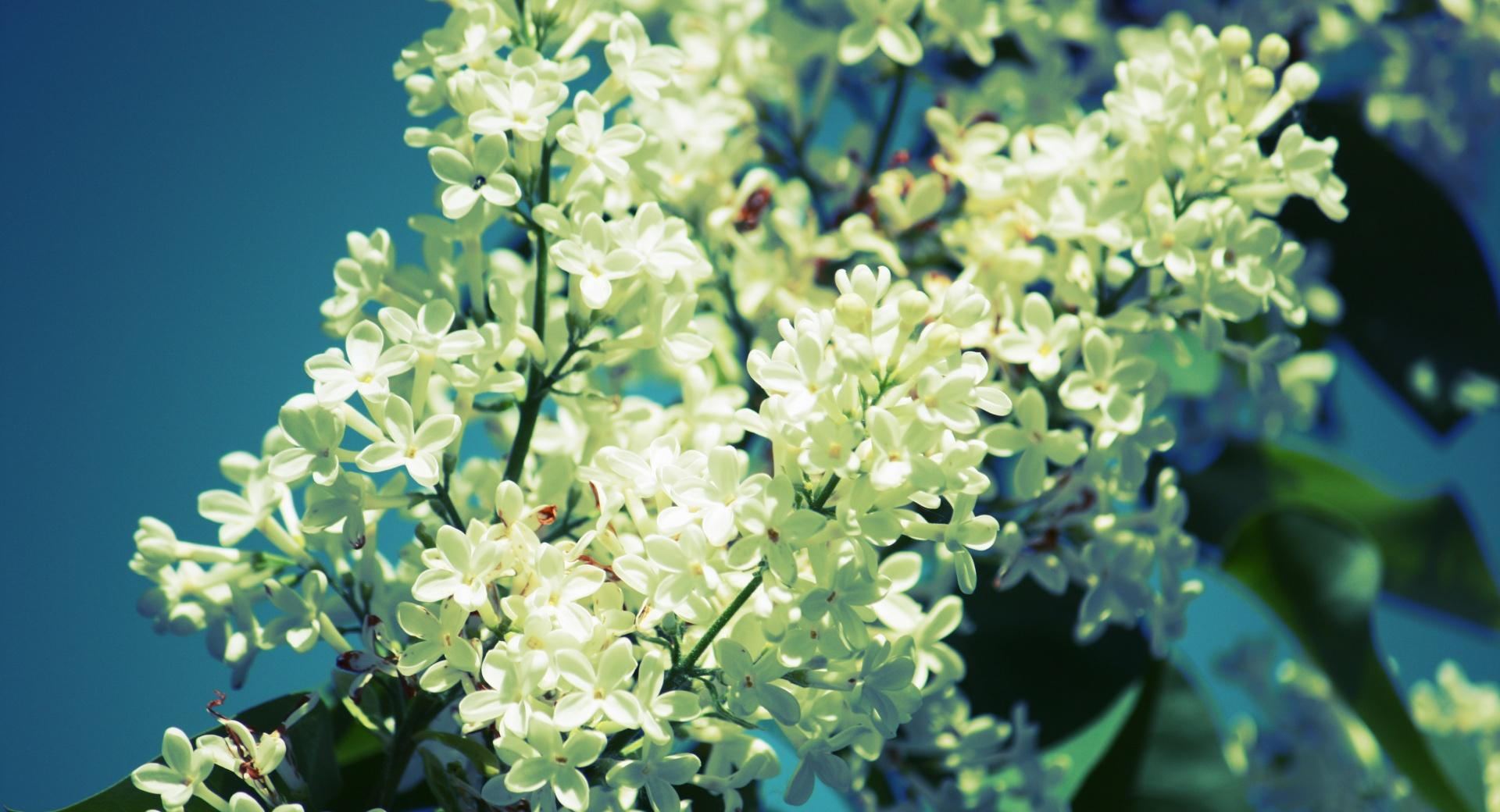 White Lilac at 1152 x 864 size wallpapers HD quality