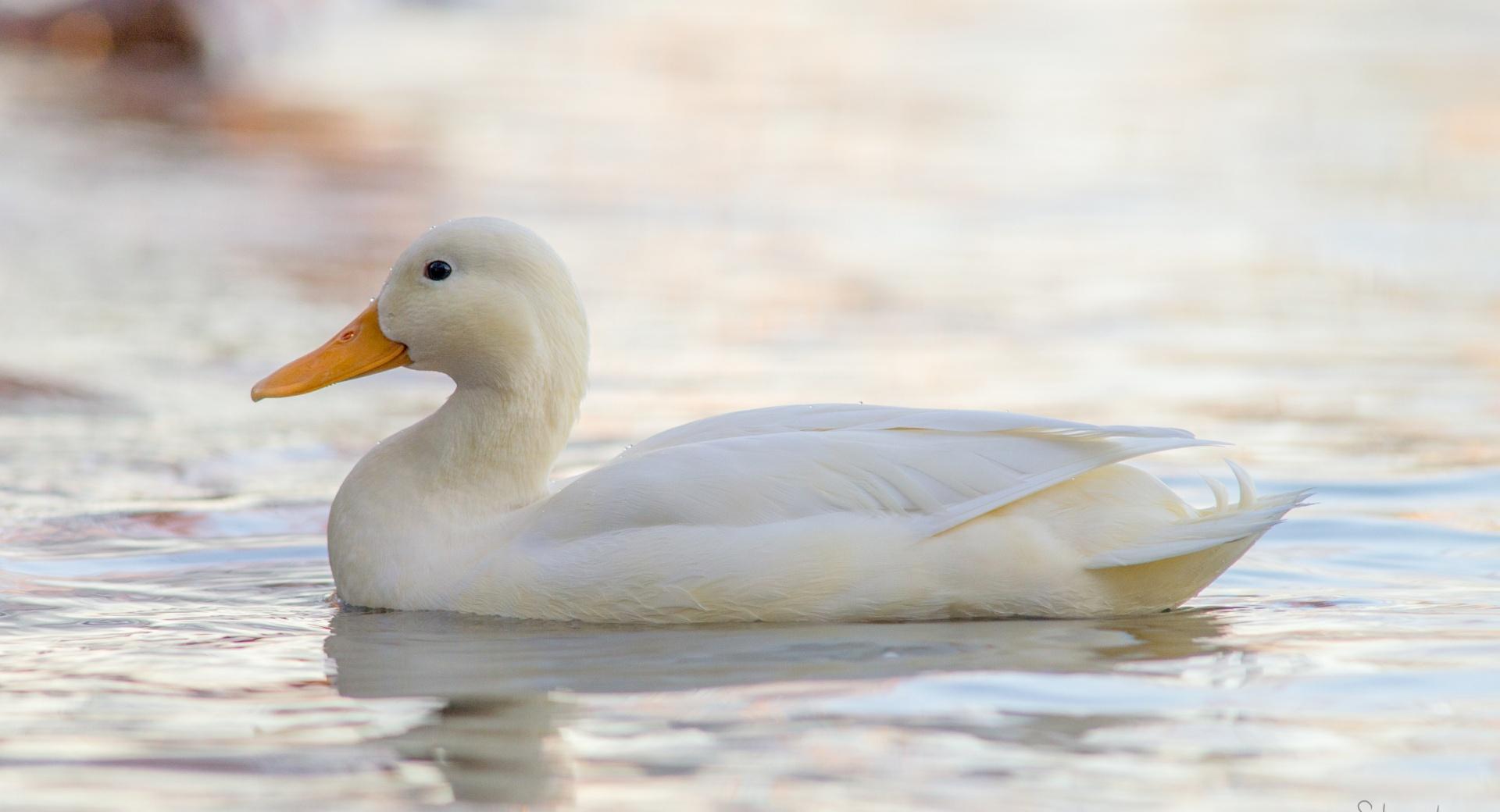White Mallard at 640 x 1136 iPhone 5 size wallpapers HD quality