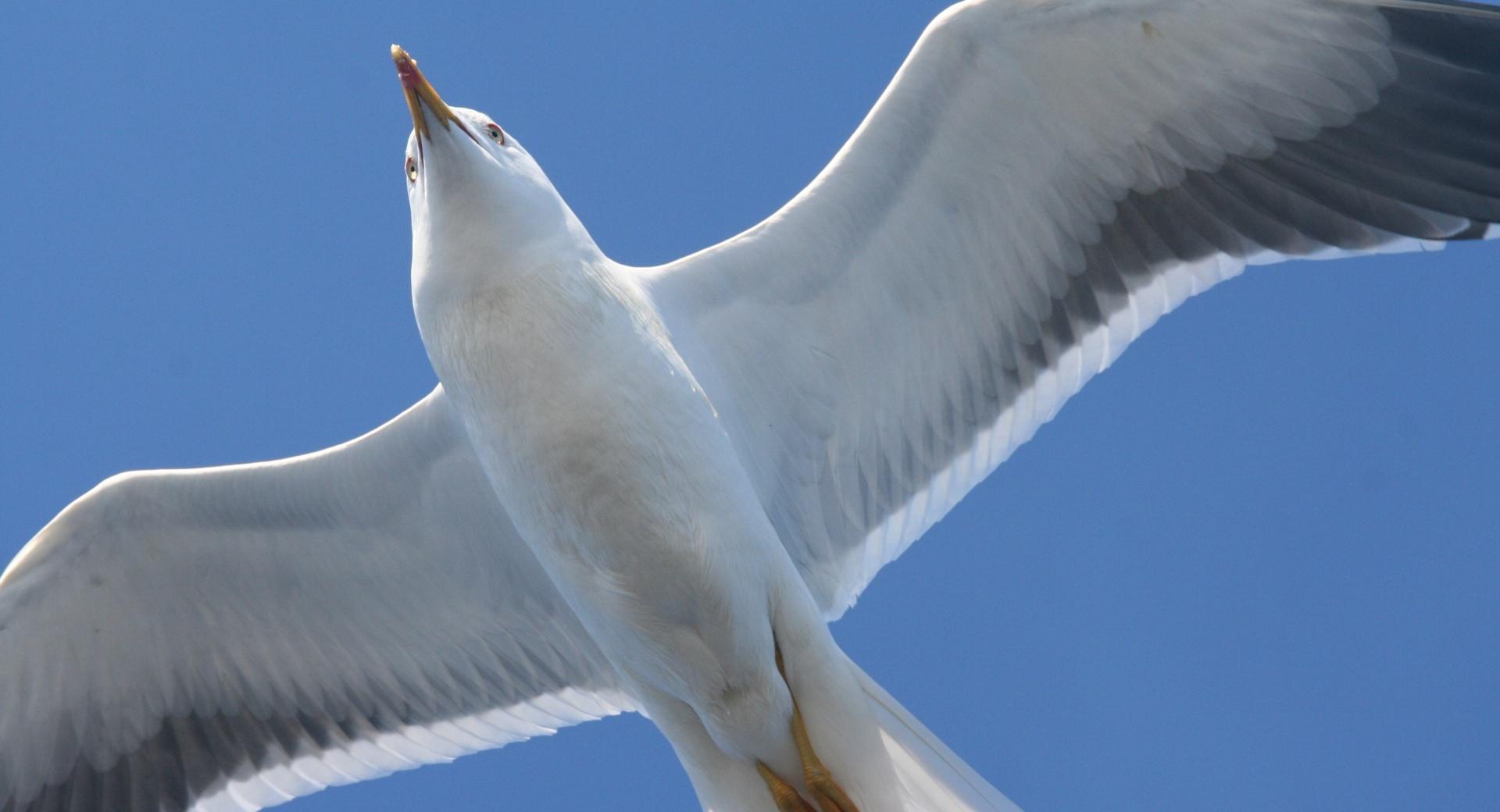 White Seagull at 1152 x 864 size wallpapers HD quality