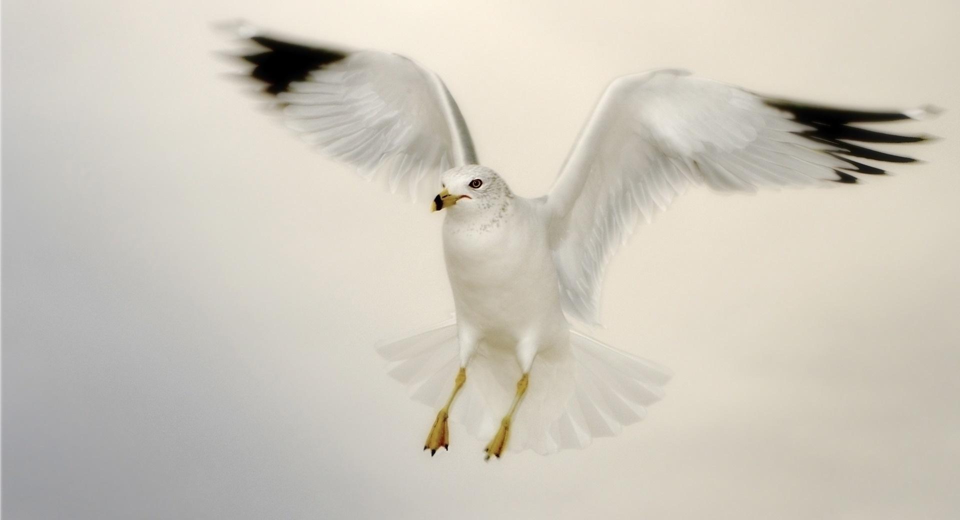 White Seagull Landing wallpapers HD quality