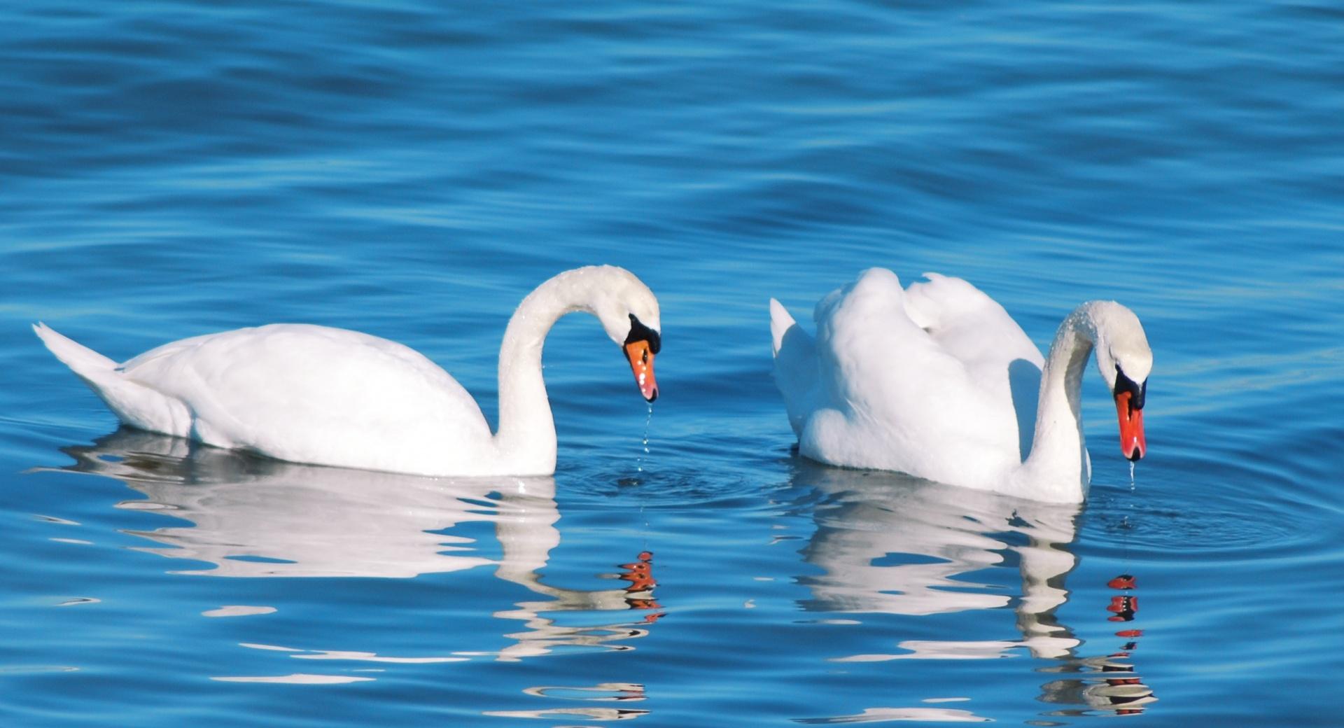 White Swans at 1024 x 768 size wallpapers HD quality