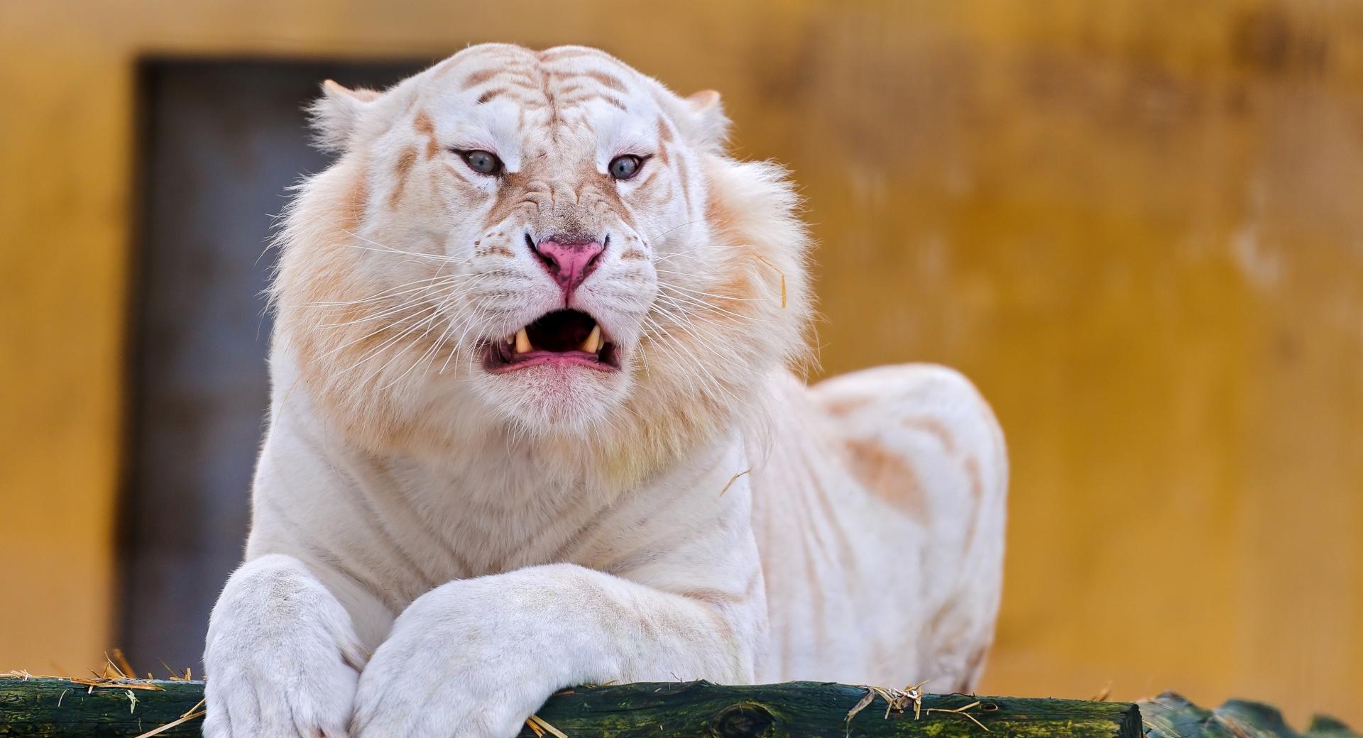 White Tiger Laying Down at 1152 x 864 size wallpapers HD quality