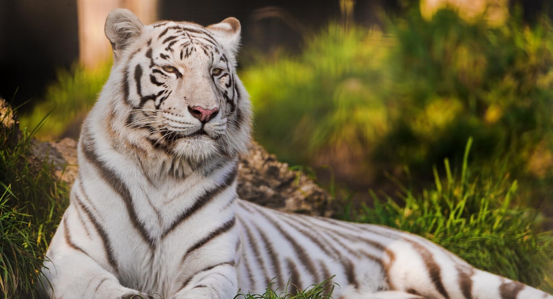 White Tigress Lying in the Grass at 1024 x 768 size wallpapers HD quality