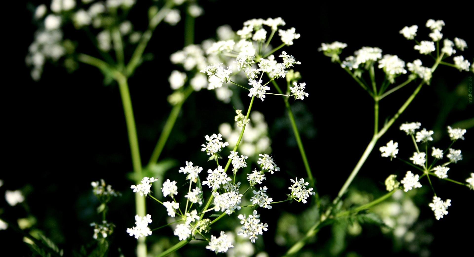 White Wildflowers Photography at 1152 x 864 size wallpapers HD quality