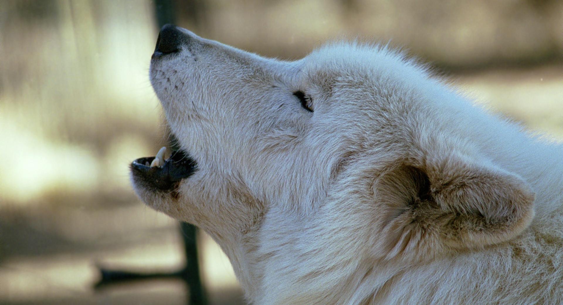 White Wolf Howling by Dave Johnson wallpapers HD quality