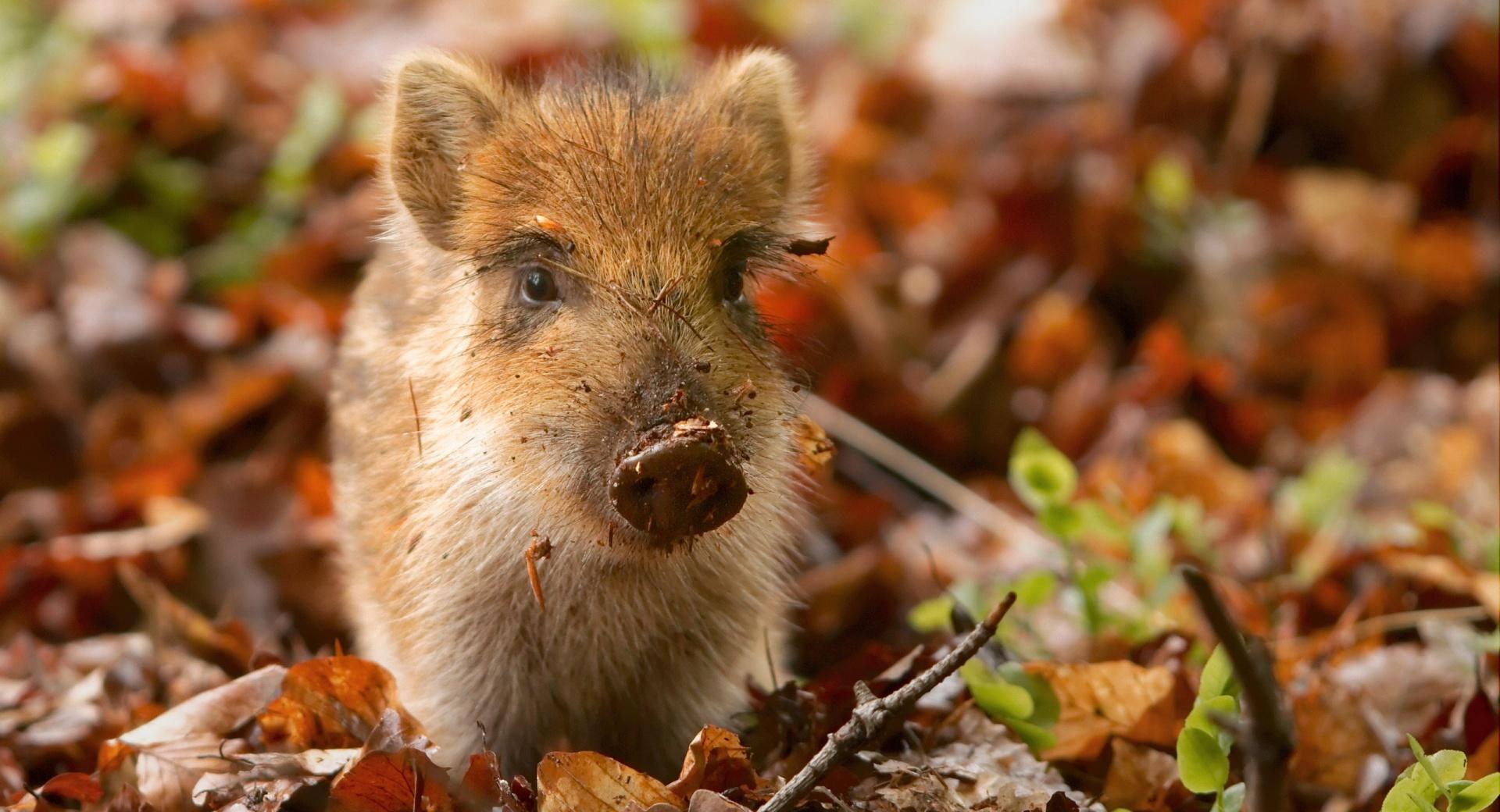 Wild Boar Piglet in the Netherlands wallpapers HD quality