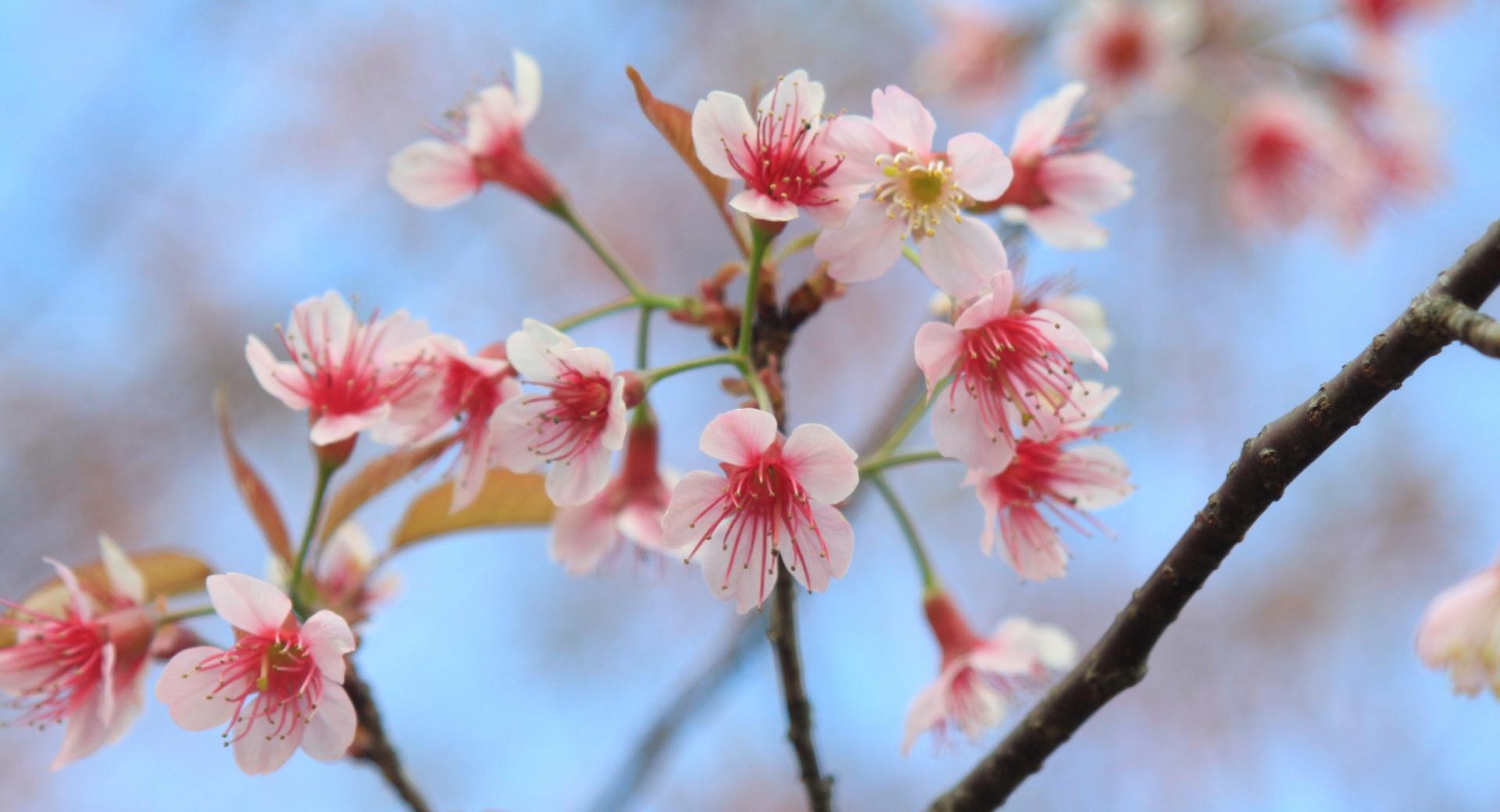 Wild Himalayan Cherry at 2048 x 2048 iPad size wallpapers HD quality