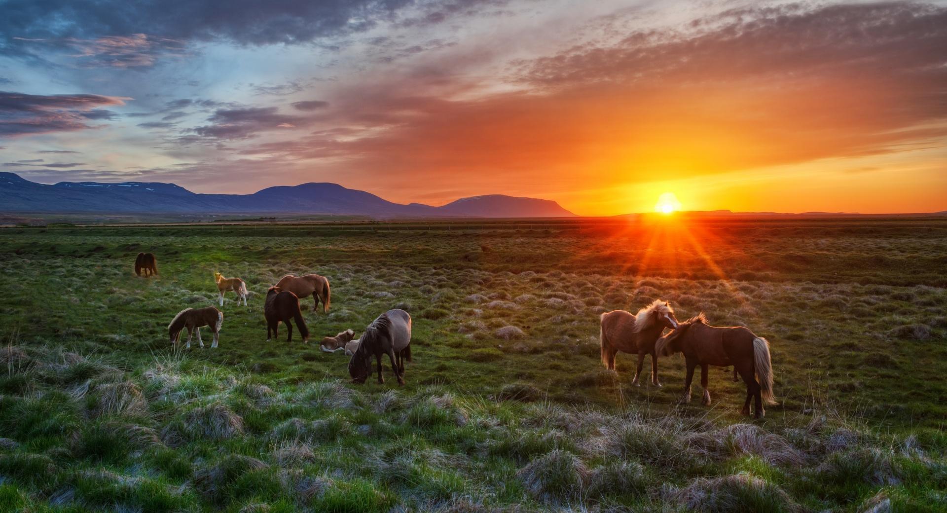 Wild Horses At Sunset at 640 x 960 iPhone 4 size wallpapers HD quality