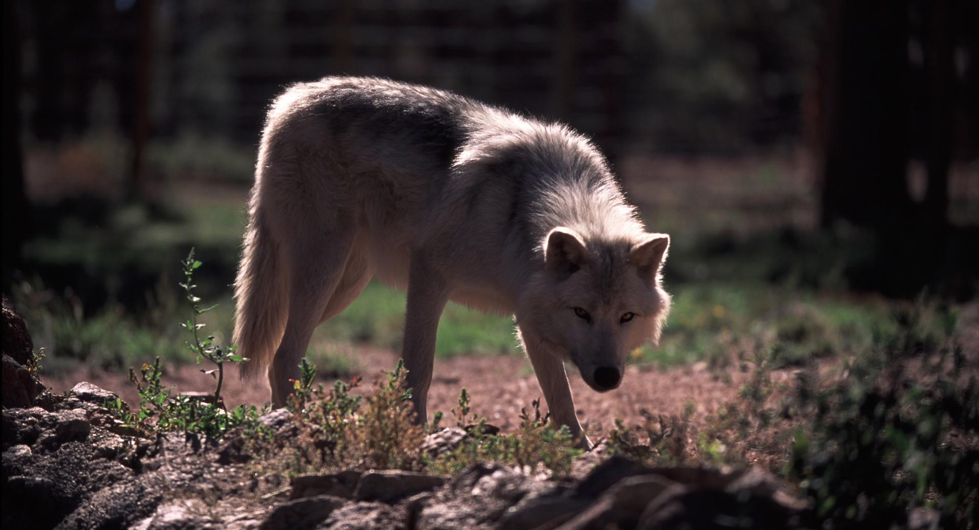 Wolf by Dave Johnson wallpapers HD quality