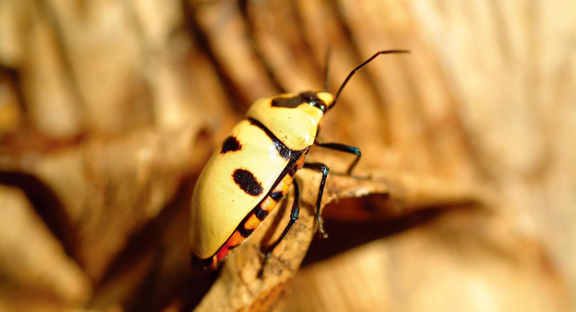 Yellow Bug at 1600 x 1200 size wallpapers HD quality