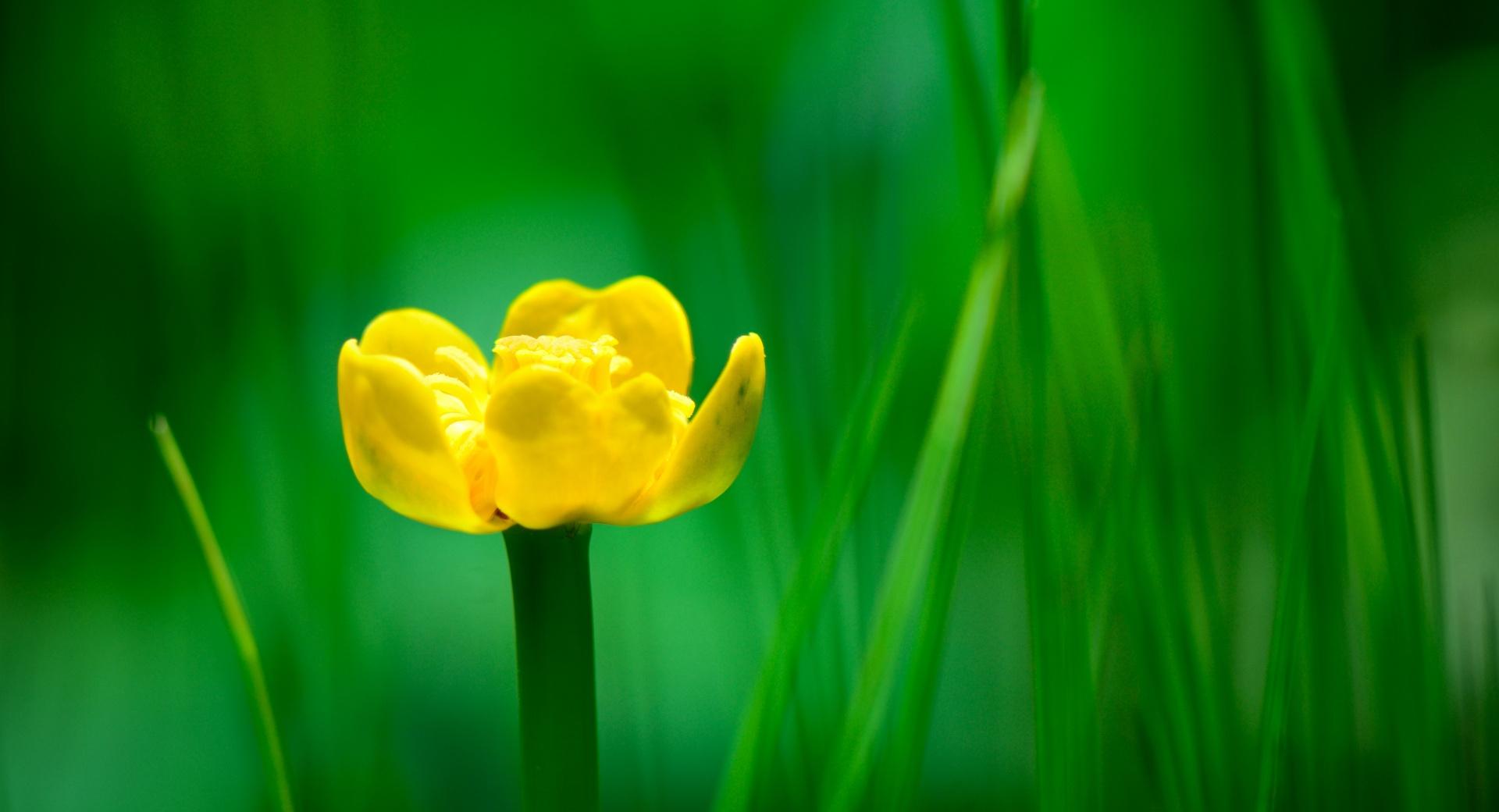 Yellow Nuphar Lutea at 1280 x 960 size wallpapers HD quality