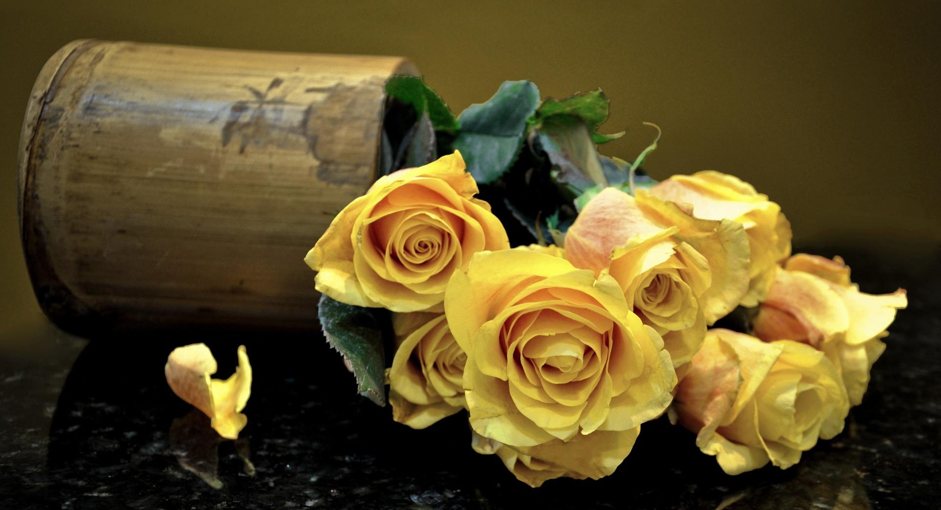 Yellow Roses at 1152 x 864 size wallpapers HD quality