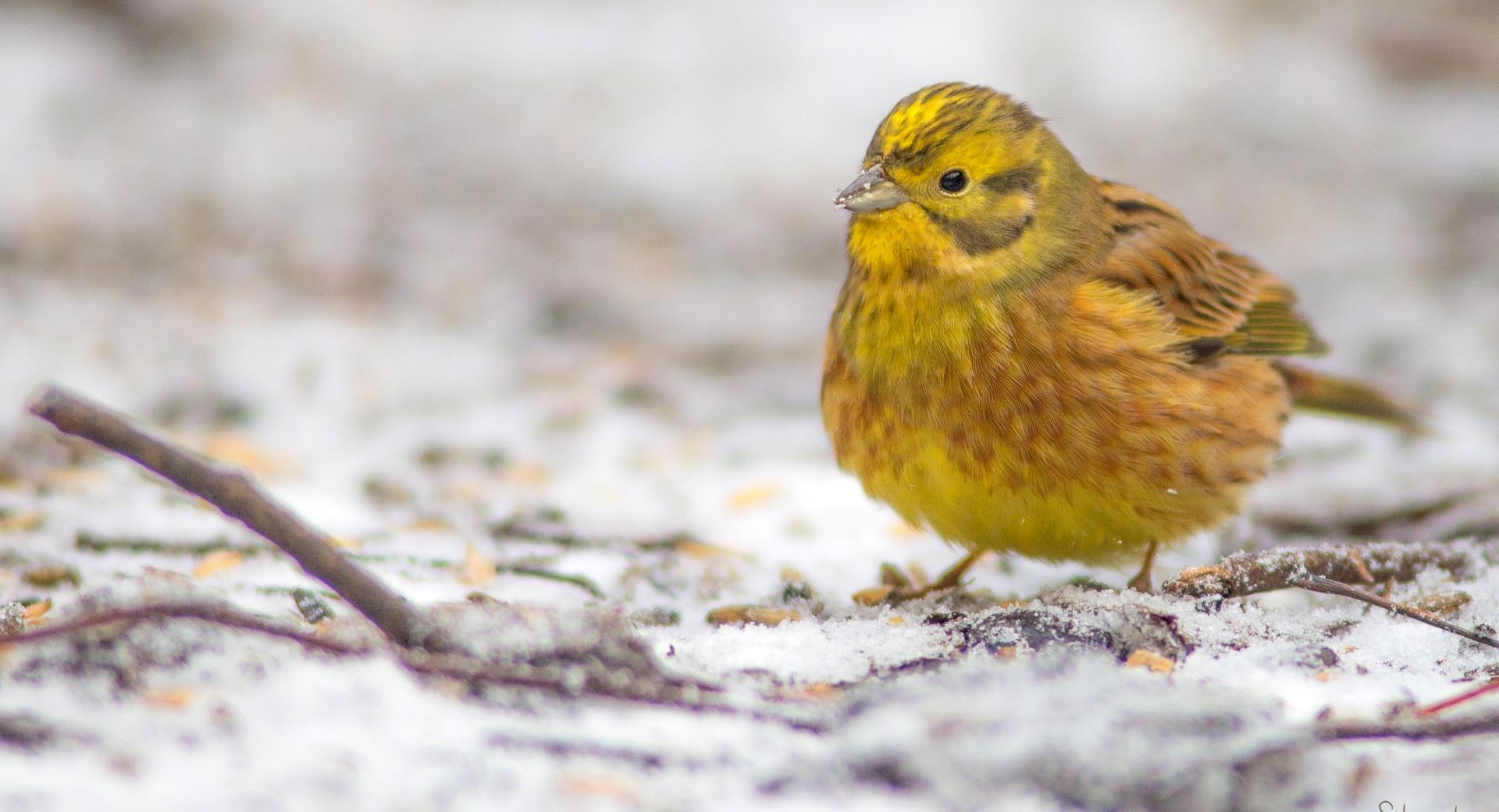 Yellowhammer In A First Snow wallpapers HD quality