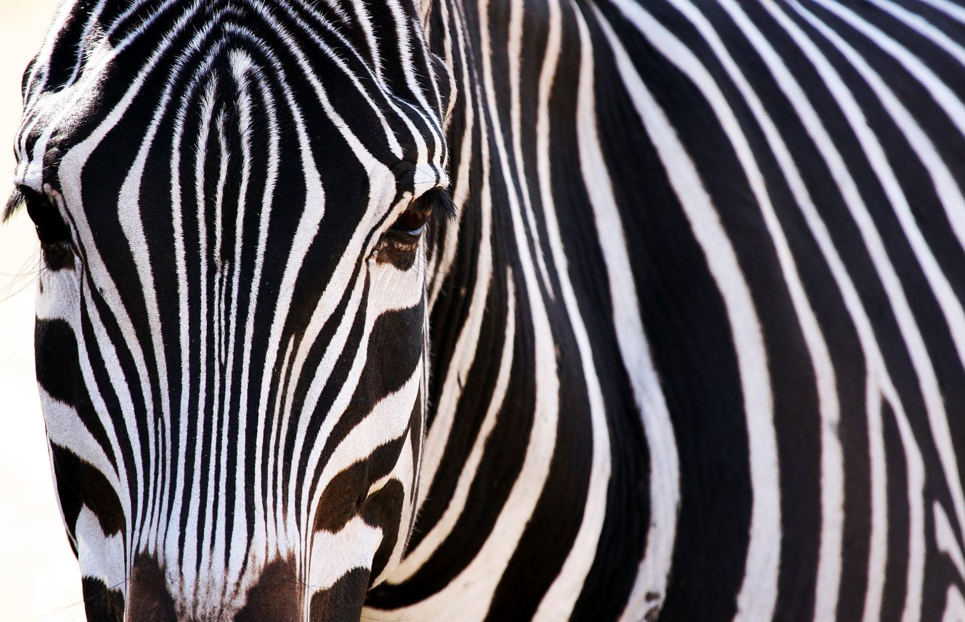 Zebra at 320 x 480 iPhone size wallpapers HD quality
