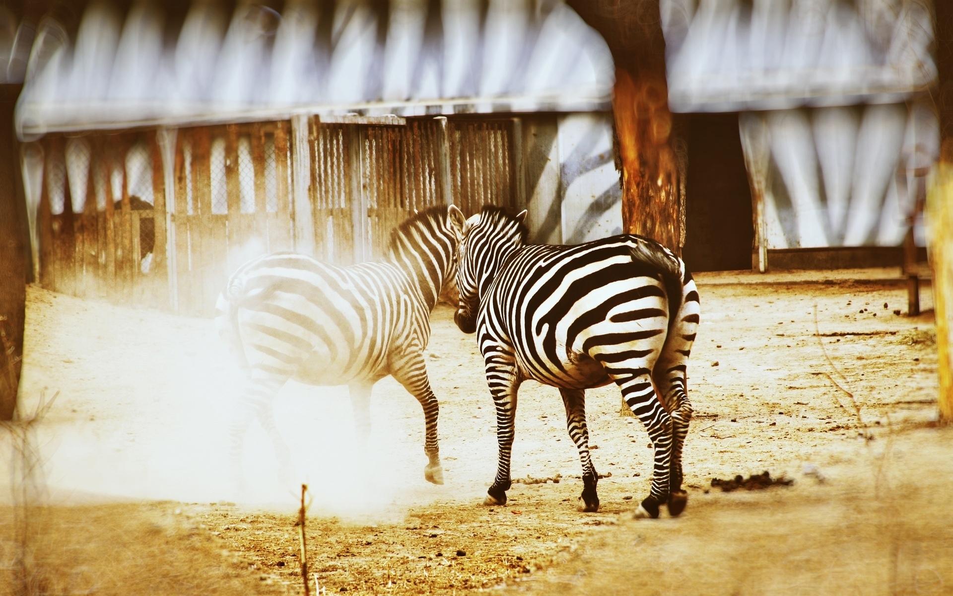 Зебры в поле бесплатно