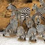 Zebra photos