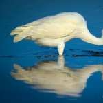 Egret photo