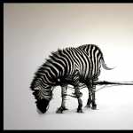 Zebra new wallpapers