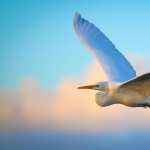 Egret pics
