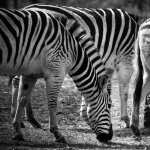 Zebra high definition wallpapers