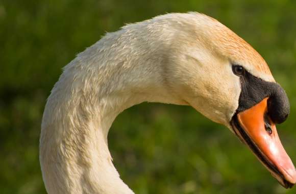 A Beautiful Swans Head