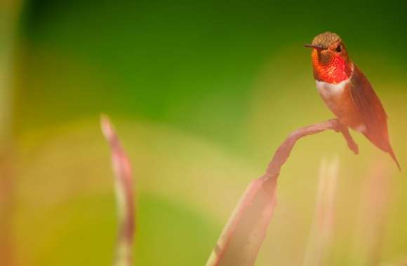 A Perched Male Rufous Hummingbird