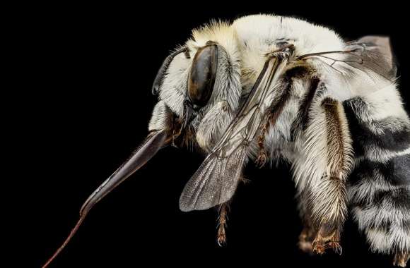 A Solitary White Bee, Anthophora Affabilis