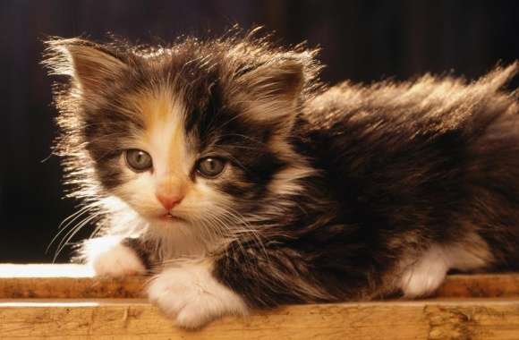 Adorable Fluffy Kitten