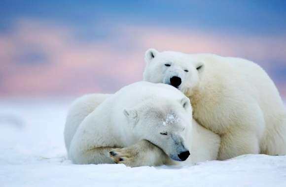 Alaska Two White Bears