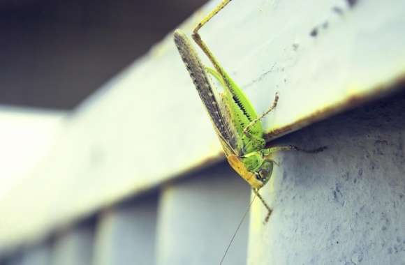 Armenia, Grasshopper
