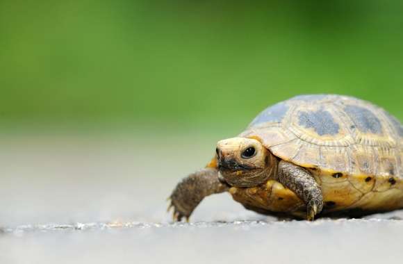 Baby Elongated Tortoise wallpapers hd quality