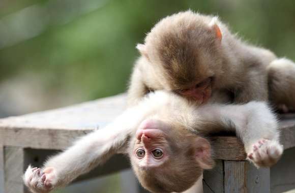 Baby Monkeys Playing wallpapers hd quality