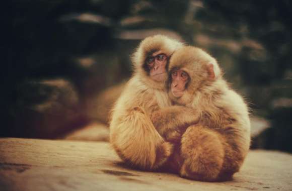Baby Snow Monkeys