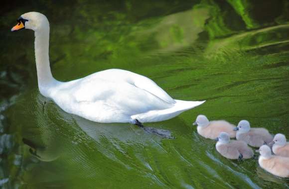Baby Swans Following Mother