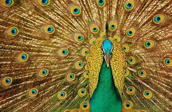 Beautiful Peacock wallpapers hd quality