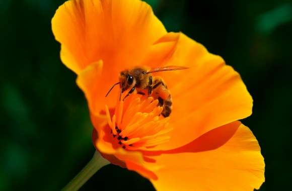 Bee, California Poppy Flower