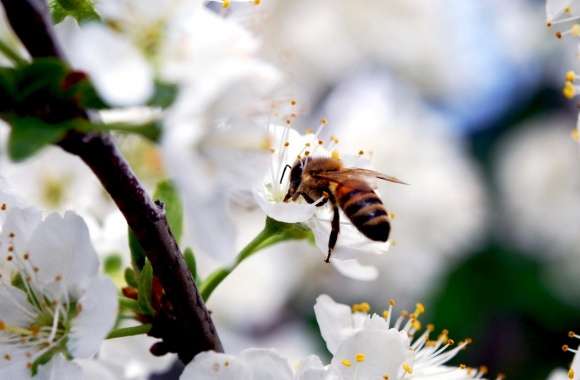Bee On Cherry Flower