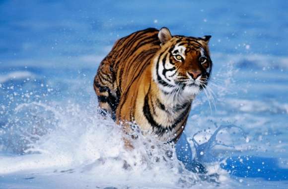 Bengal Tiger Panthera Tigris Tigris