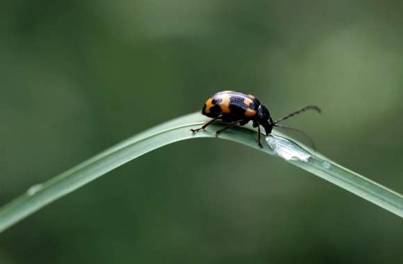 Black Beetles With Orange Spots
