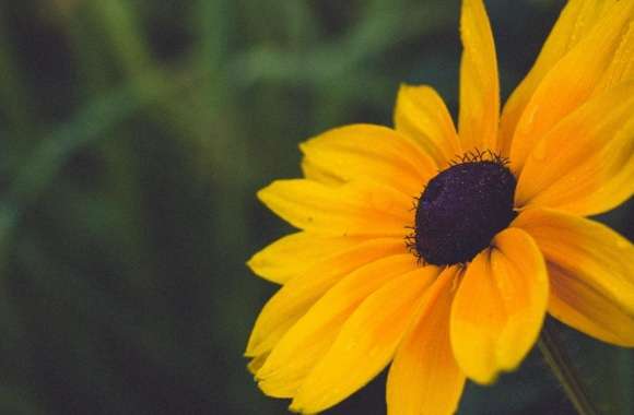 Blackeyed Susan Flower