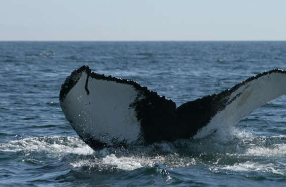 Brier Island Whale