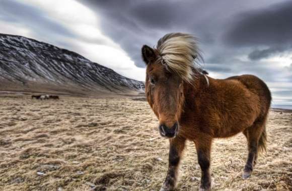 Brown Horse In Iceland