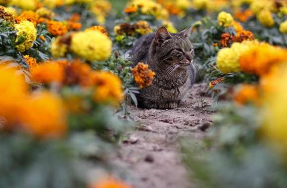Cat Among The Flowers